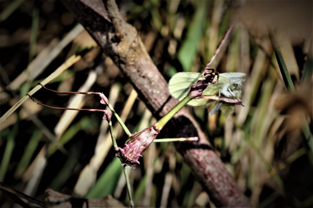 Empuse commune, Diablotin Empusa pennata (Thunberg, 1815)