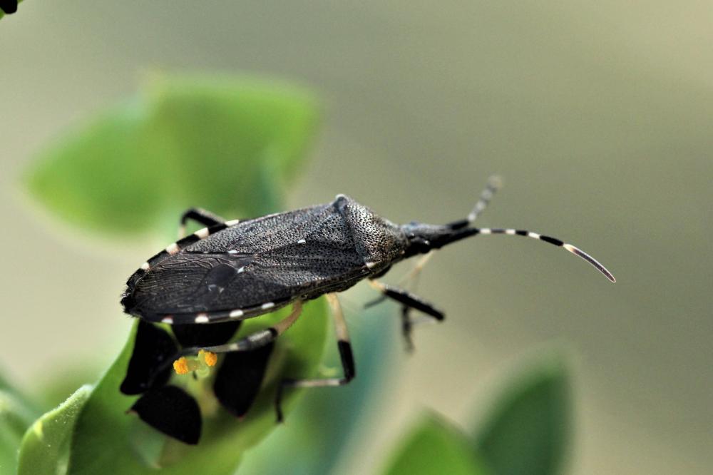  Dicranocephalus agilis (Scopoli, 1763)