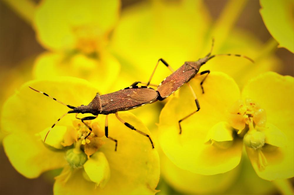 Dicranocephalus albipes (Fabricius, 1781)