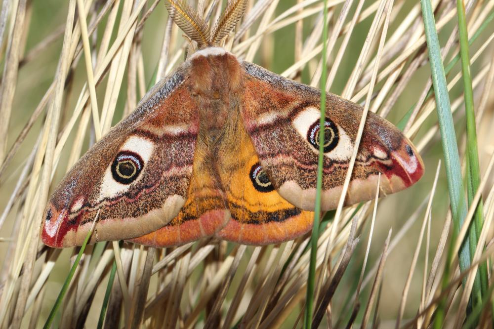 Petit Paon de Nuit (Le) Saturnia pavonia (Linnaeus, 1758)