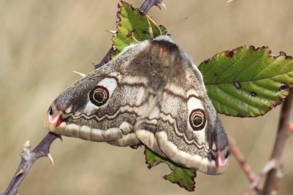 Petit Paon de Nuit (Le) Saturnia pavonia (Linnaeus, 1758)