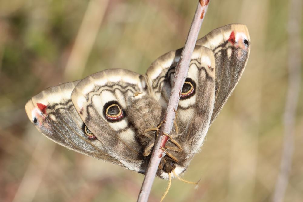 Petit Paon de Nuit (Le) Saturnia pavonia (Linnaeus, 1758)