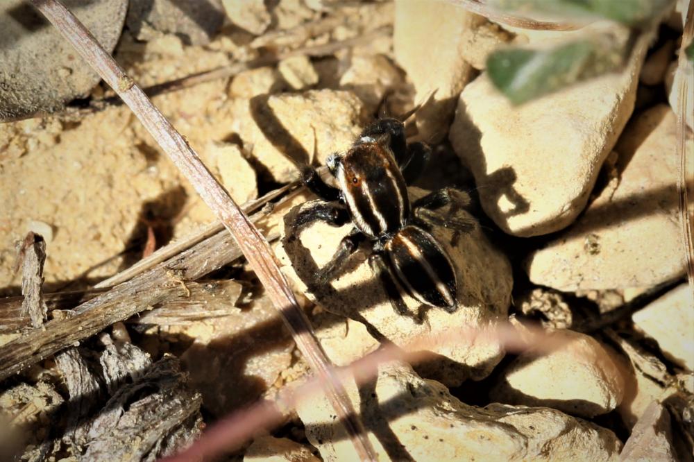 Phlegra bresnieri (Lucas, 1846)