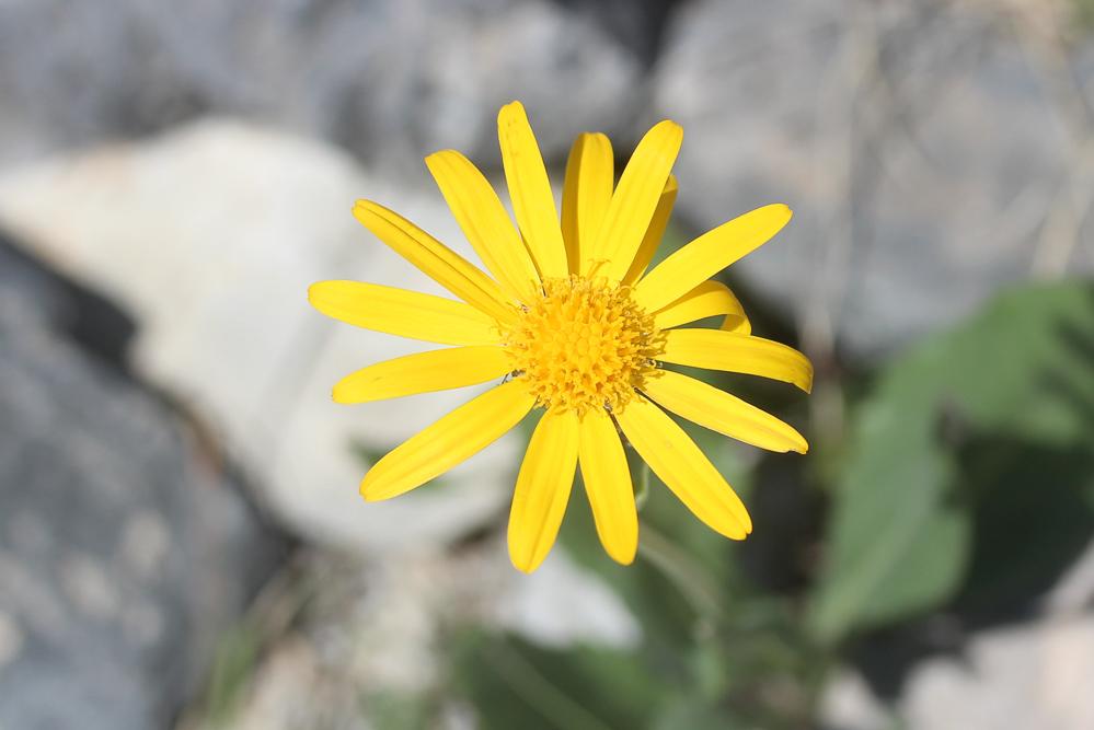 Séneçon doronic Senecio doronicum (L.) L., 1759