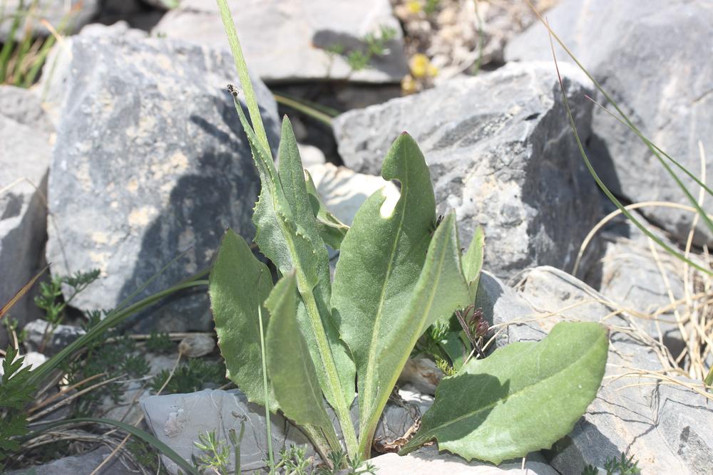 Séneçon doronic Senecio doronicum (L.) L., 1759