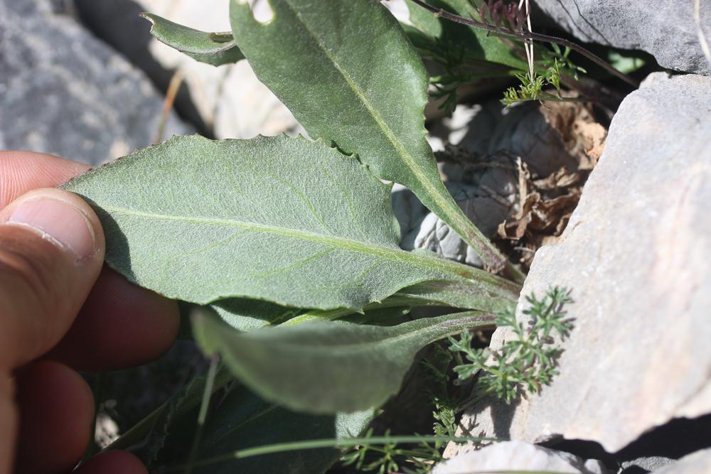 Séneçon doronic Senecio doronicum (L.) L., 1759