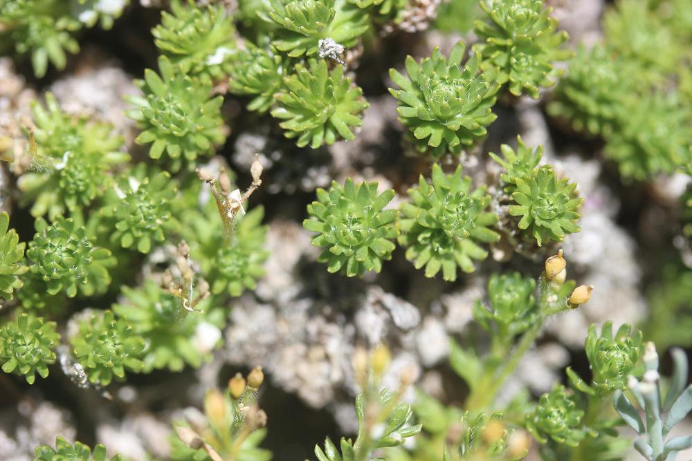 Saxifrage musquée Saxifraga moschata Wulfen, 1781