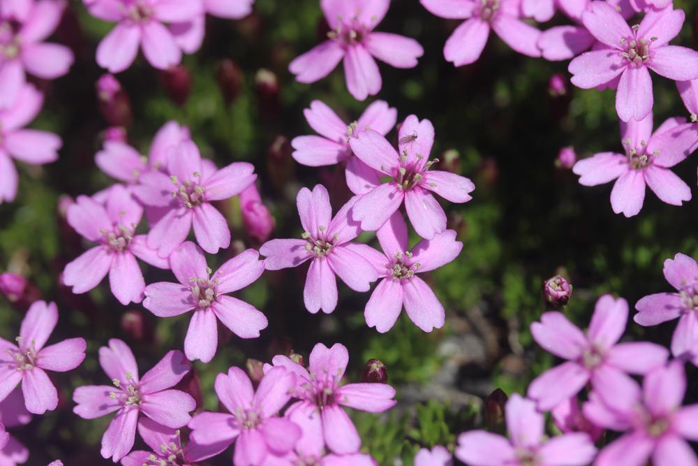 Silène acaule Silene acaulis (L.) Jacq., 1762