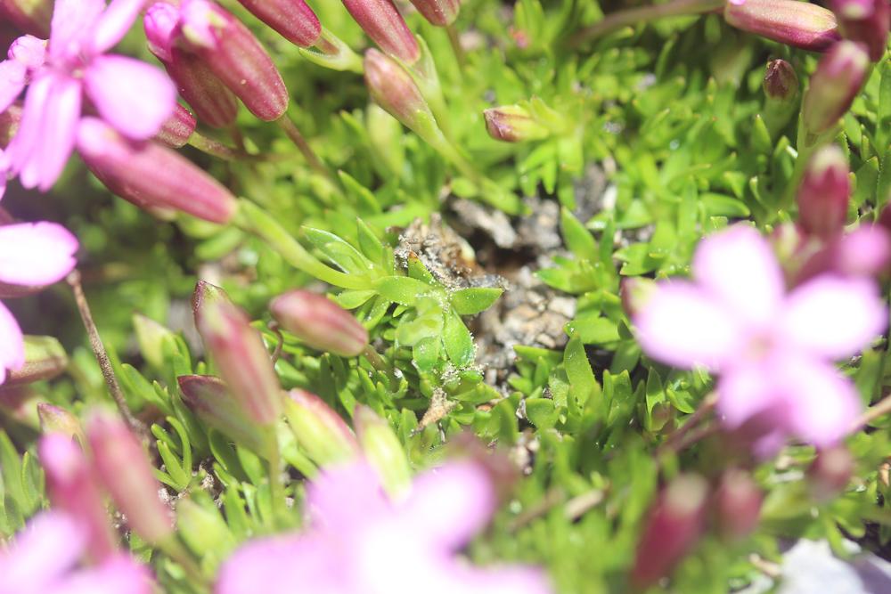 Silène acaule Silene acaulis (L.) Jacq., 1762
