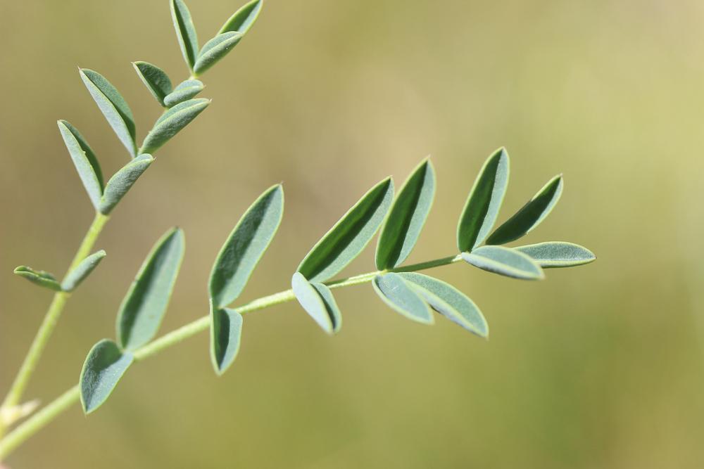 Astragale austral Astragalus australis (L.) Lam., 1779
