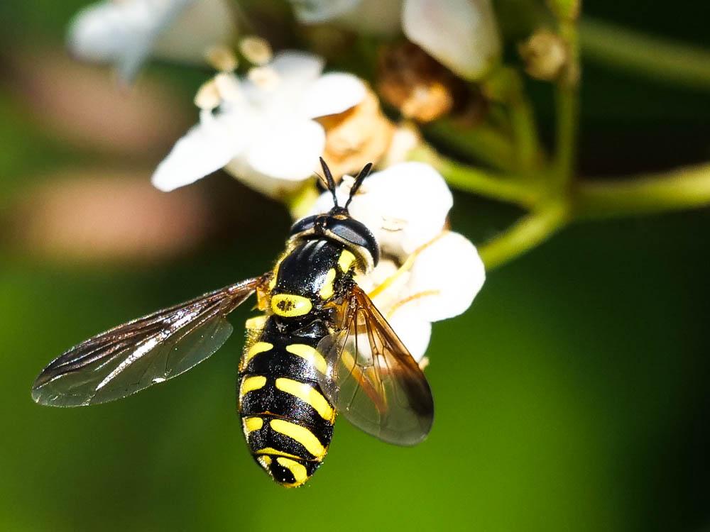 Chrysotoxum intermedium (Meigen, 1822)