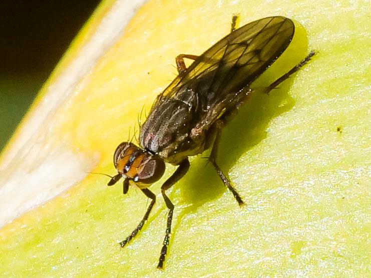  Pherbellia cinerella (Fallén, 1820)