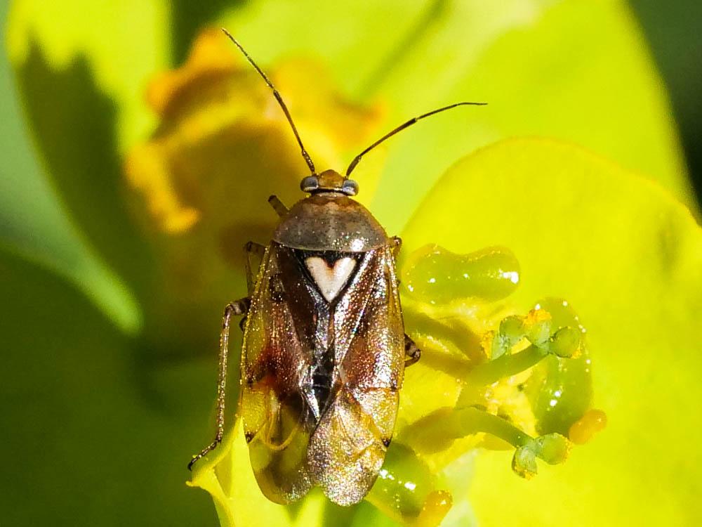  Lygus pratensis (Linnaeus, 1758)