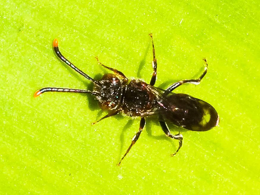 Nomada furva Panzer, 1798