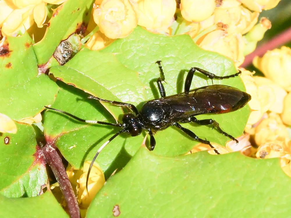  Ichneumonidae Latreille, 1802