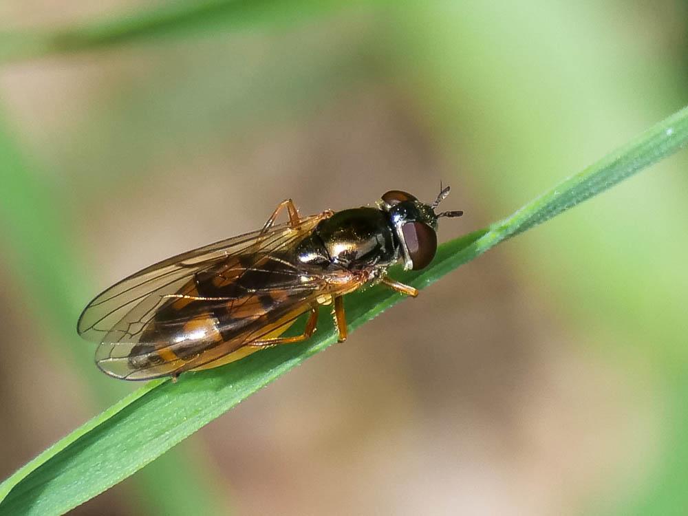 Melanostoma scalare (Fabricius, 1794)