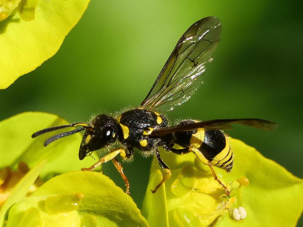Ancistrocerus Wesmael, 1836