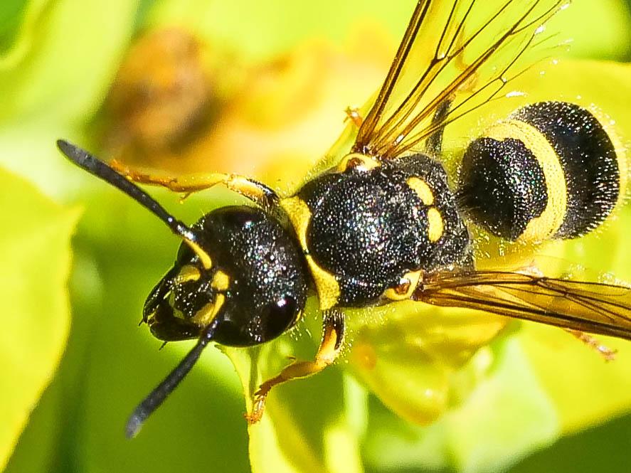 Ancistrocerus Wesmael, 1836