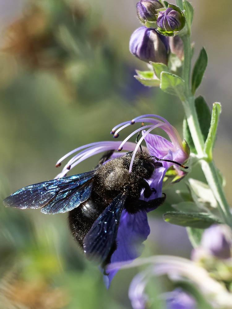 Abeille charpentière, Xylocope violet Xylocopa violacea (Linnaeus, 1758)
