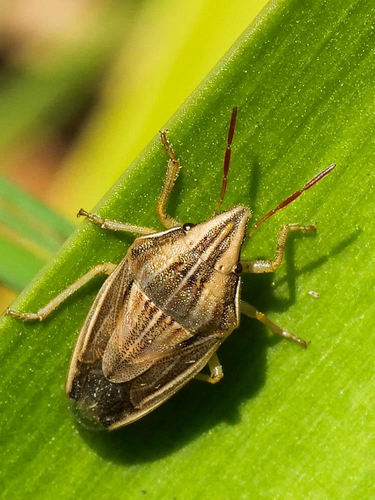 Punaise à tête allongée Aelia acuminata (Linnaeus, 1758)