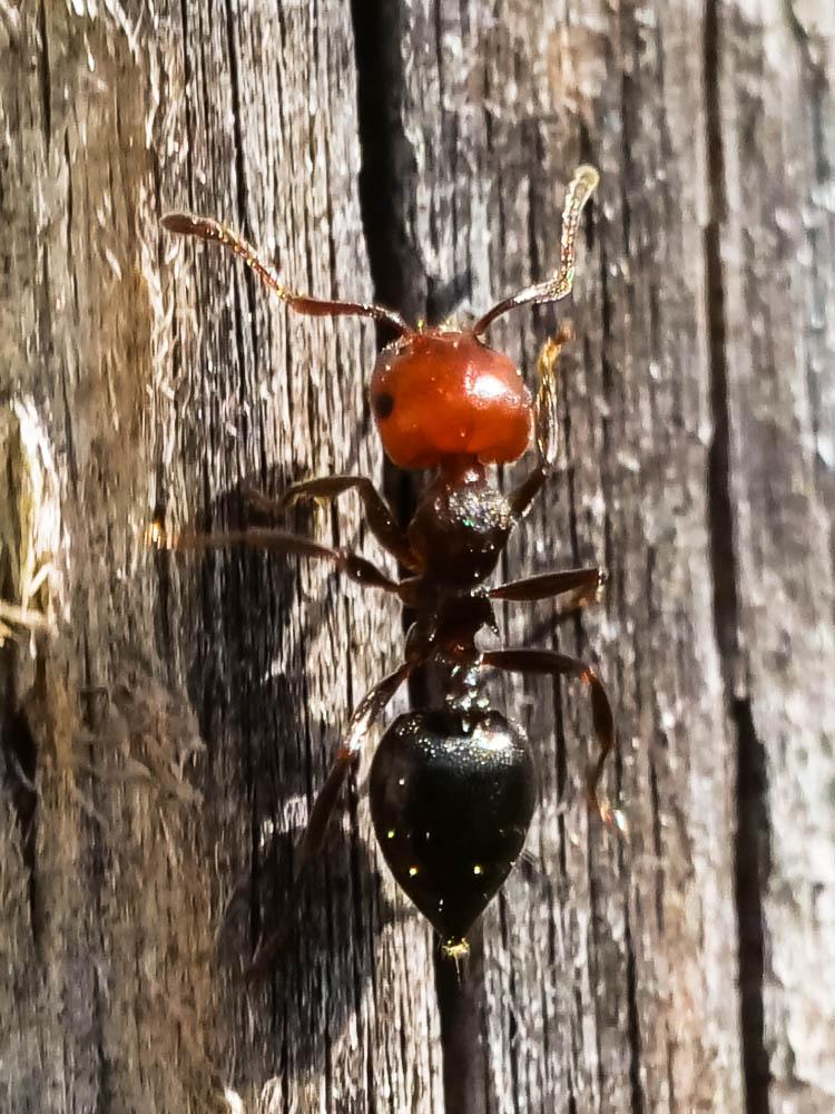 Crematogaster scutellaris (Olivier, 1792)