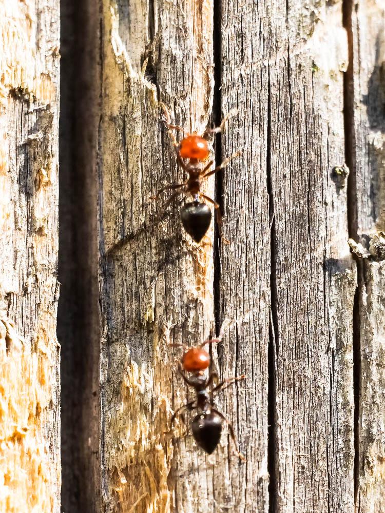 Crematogaster scutellaris (Olivier, 1792)