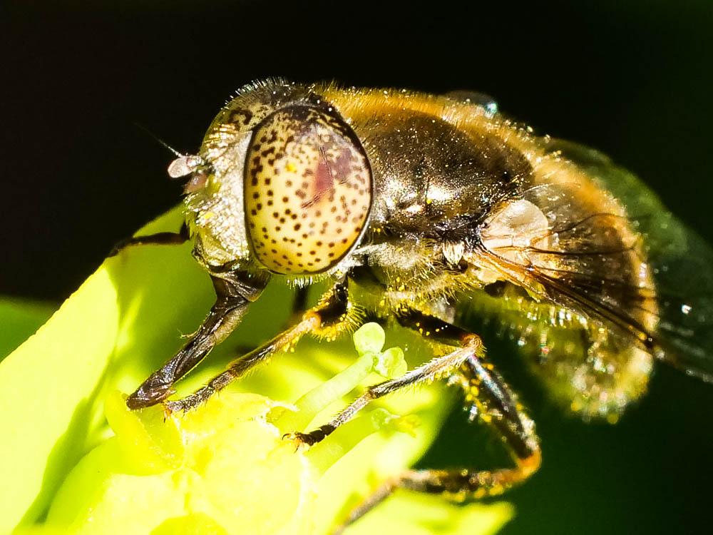 Eristalinus aeneus (Scopoli, 1763)