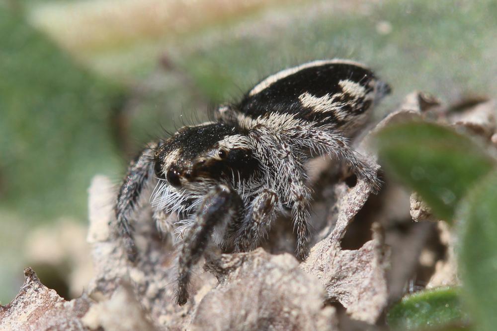  Pellenes arciger (Walckenaer, 1837)
