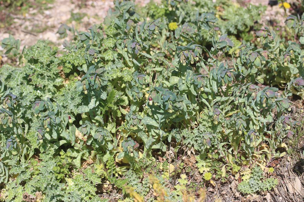 Grand mélinet Cerinthe major L., 1753