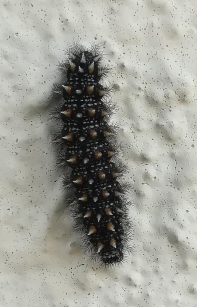 Mélitée des Linaires (La) Melitaea deione (Geyer, 1832)