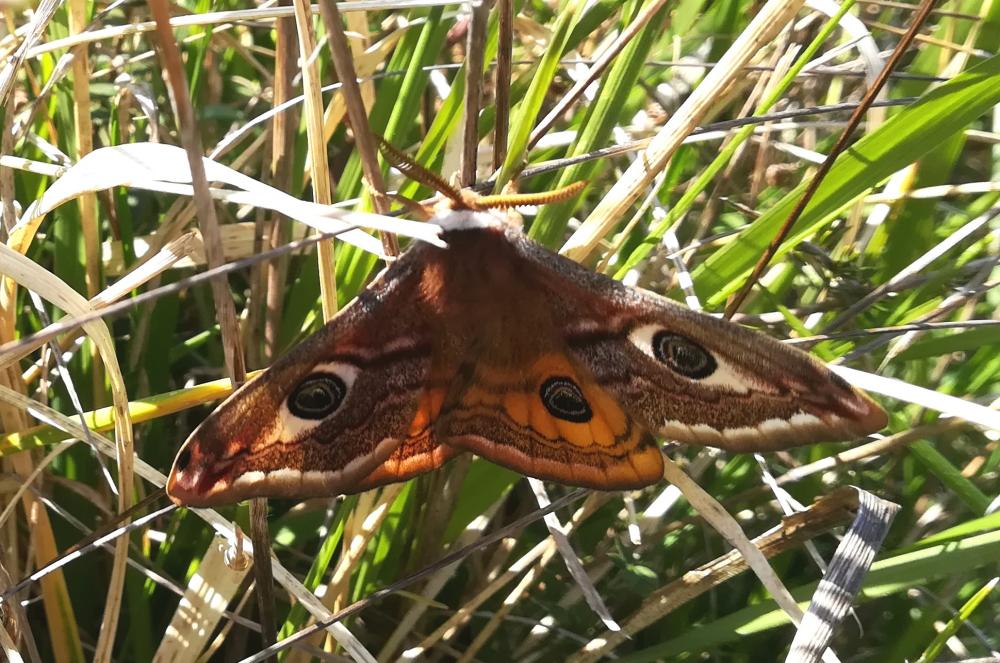 Petit Paon de Nuit (Le) Saturnia pavonia (Linnaeus, 1758)