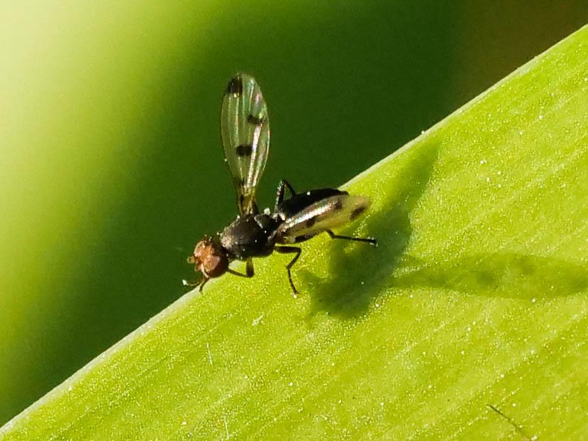Geomyza tripunctata Fallén, 1823