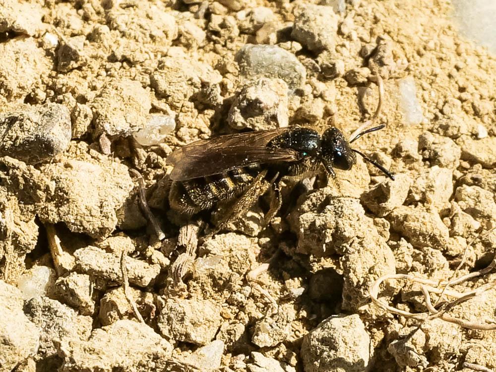 Lasioglossum Curtis, 1833