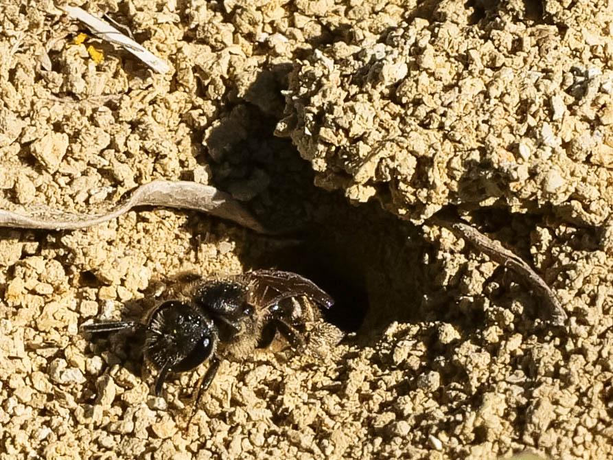  Lasioglossum Curtis, 1833