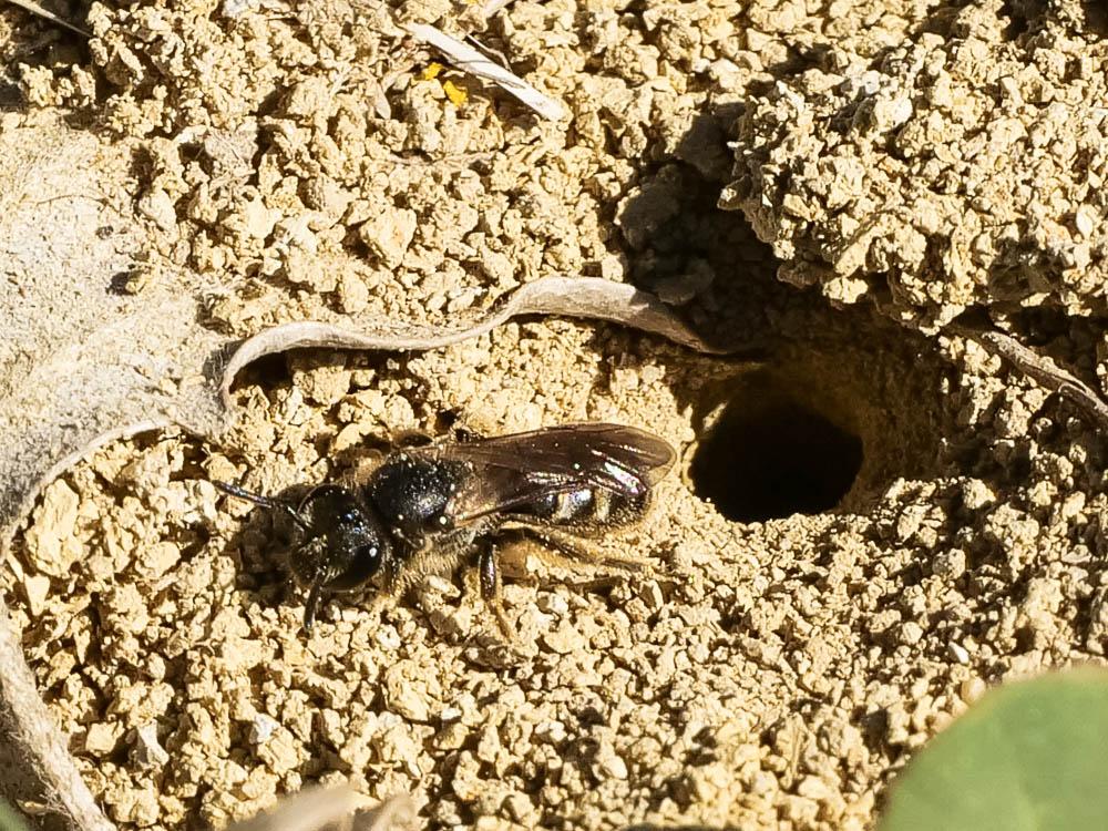  Lasioglossum Curtis, 1833