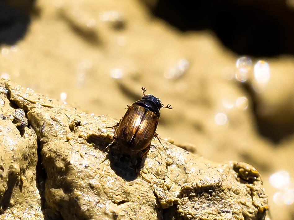 Aphodius Hellwig, 1798