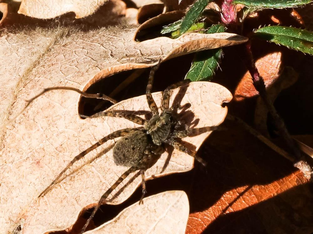 Pardosa Koch, 1847