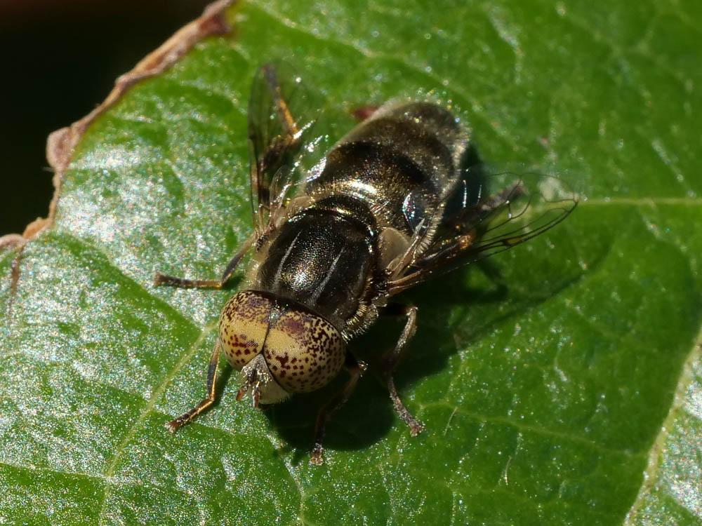  Eristalinus aeneus (Scopoli, 1763)