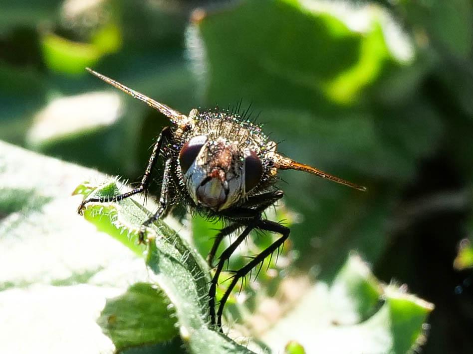 Peleteria meridionalis (Robineau-Desvoidy, 1830)