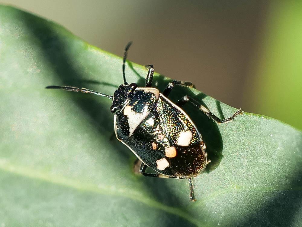 Punaise verte à raies & rouges ou blanches Eurydema oleracea (Linnaeus, 1758)