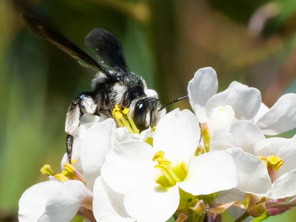 Andrena agilissima (Scopoli, 1770)