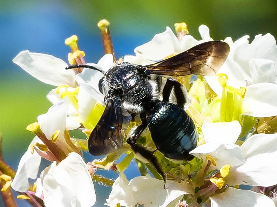 Andrena agilissima (Scopoli, 1770)
