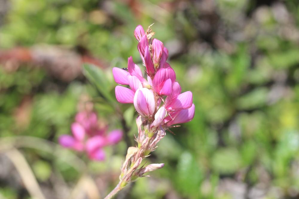 Sainfoin de montagne Onobrychis montana DC., 1805