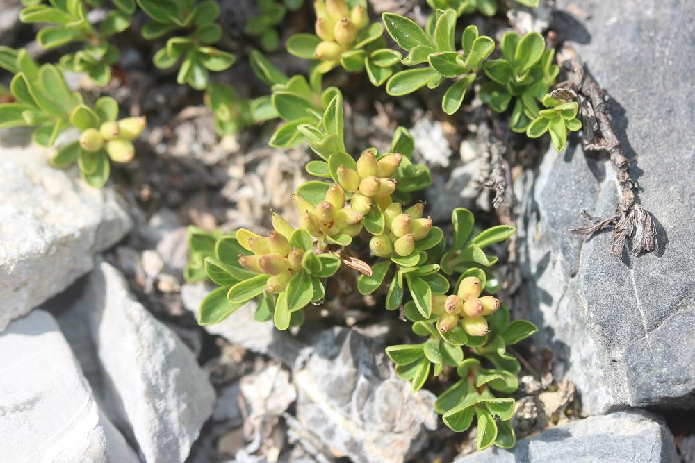 Saule à feuilles de serpolet Salix serpyllifolia Scop., 1772