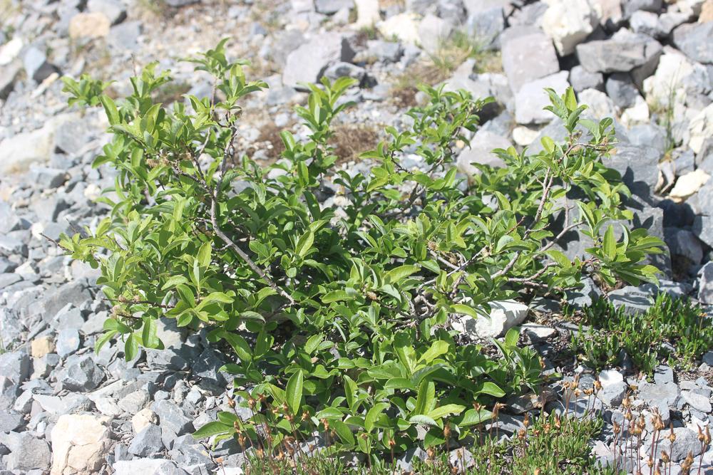 Saule fétide Salix foetida Schleich. ex DC., 1805