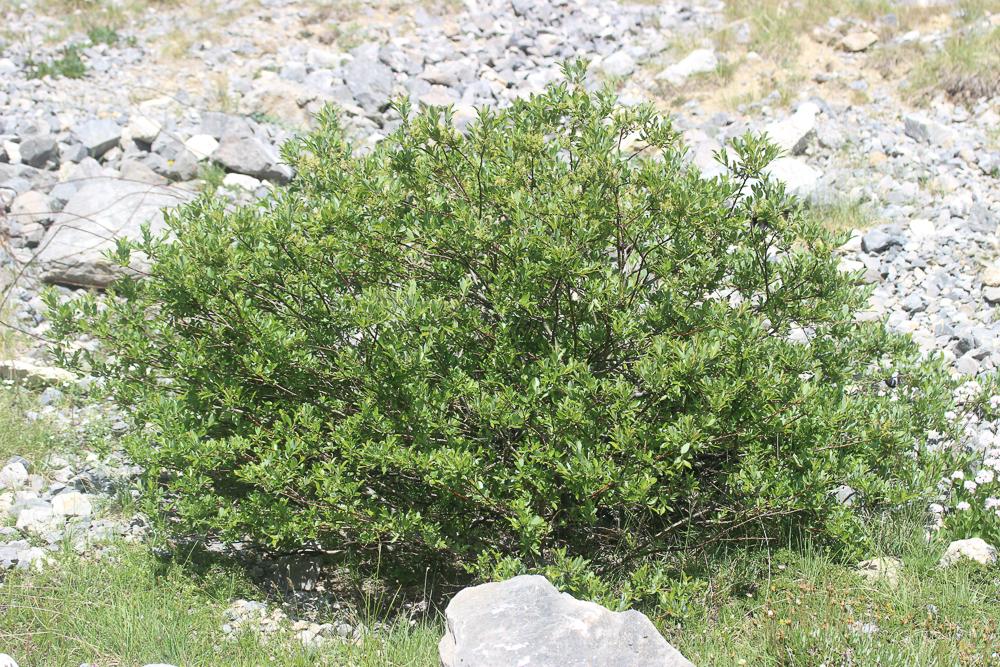 Saule fétide Salix foetida Schleich. ex DC., 1805