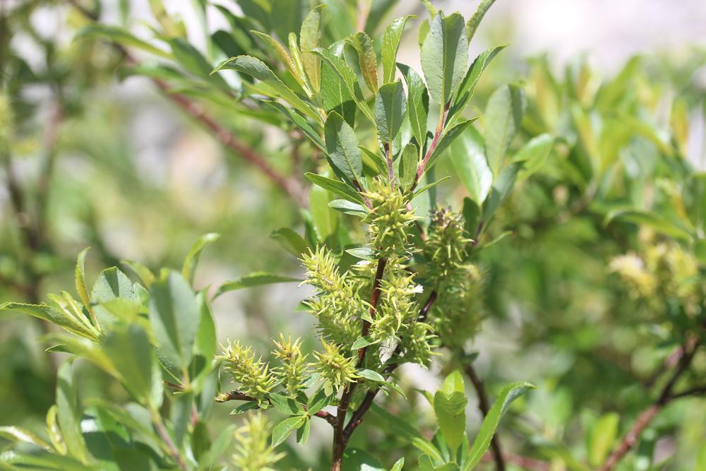 Saule fétide Salix foetida Schleich. ex DC., 1805