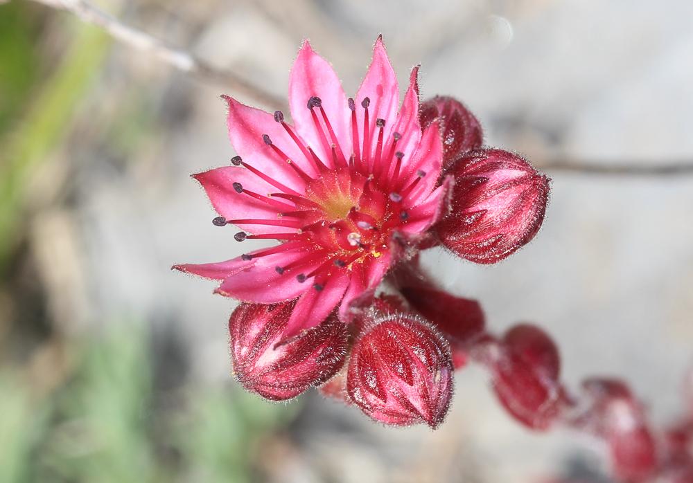 Joubarbe-araignée, Joubarbe à toiles d'araignée Sempervivum arachnoideum L., 1753