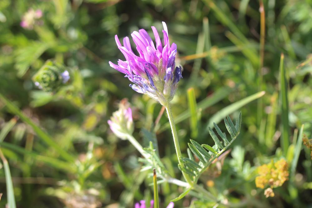 Astragale pourpre Astragalus hypoglottis L., 1771