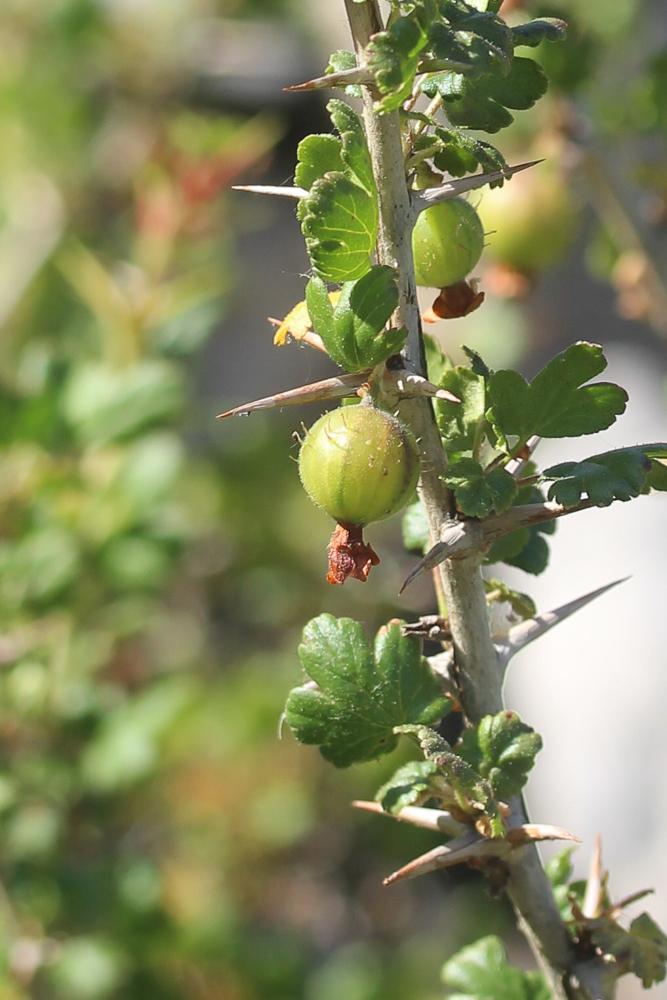 Groseillier à maquereaux Ribes uva-crispa L., 1753